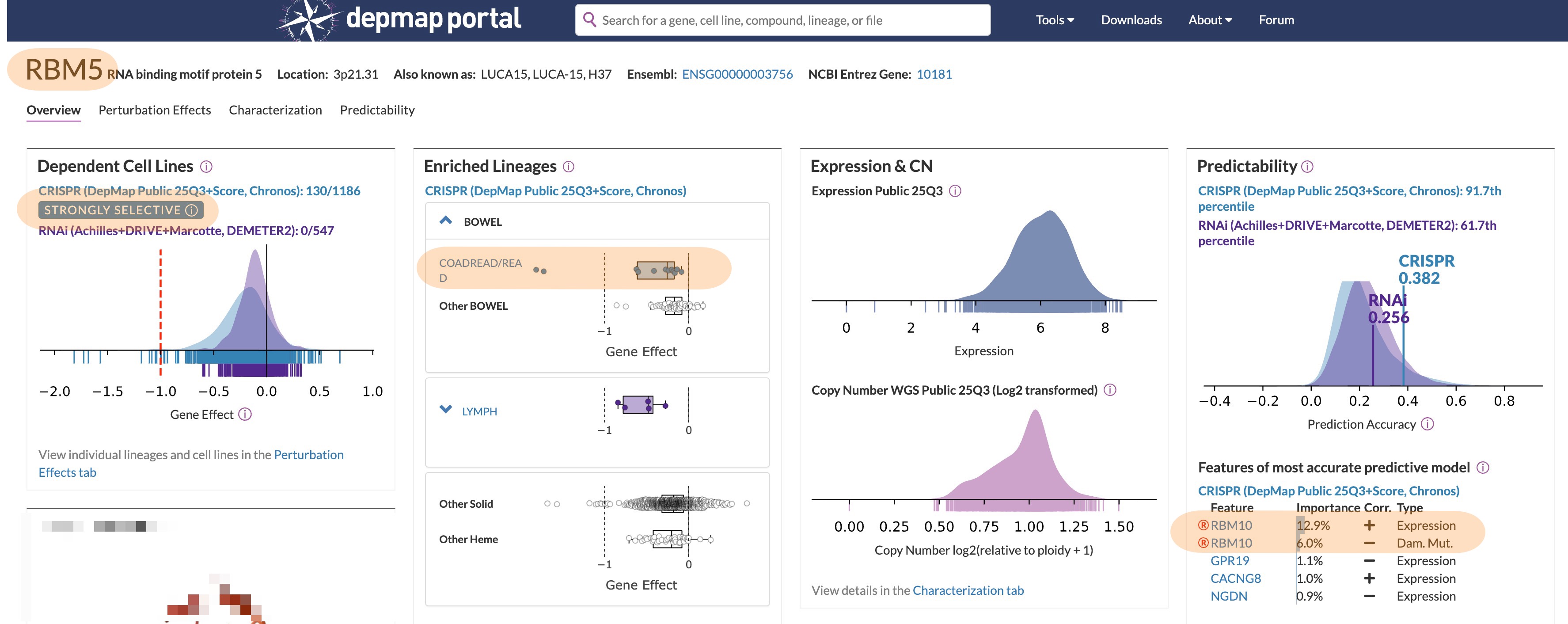 RBM10-loss leads to RBM5 dependency
