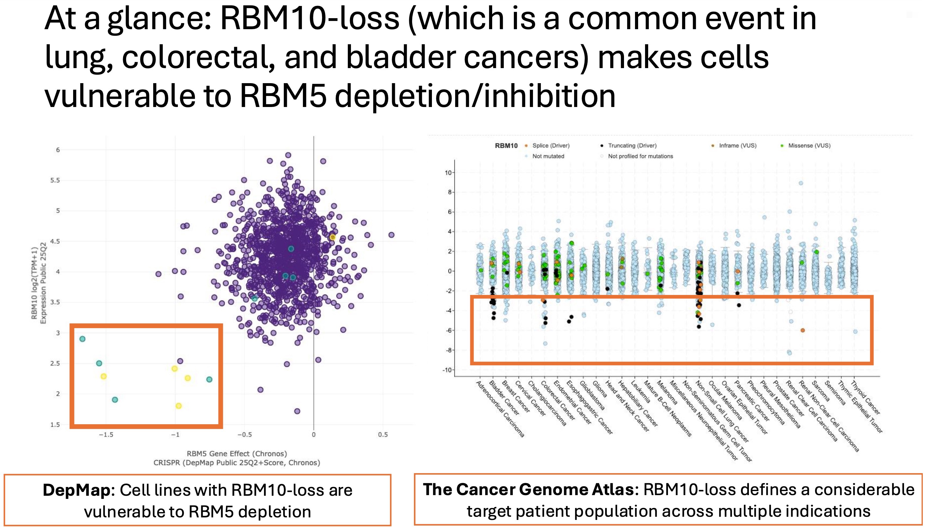 RBM10-loss leads to RBM5 dependency